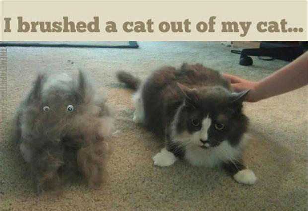 funny-cat-hair