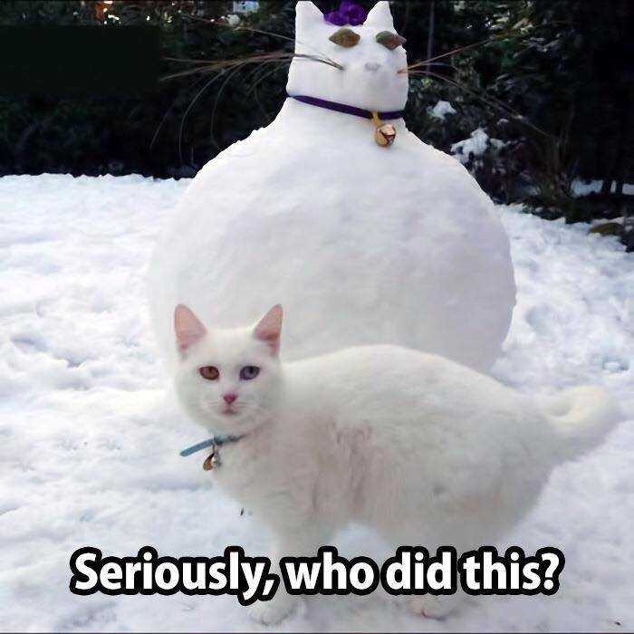 funny-cat-pictures-cat-snowman.jpg