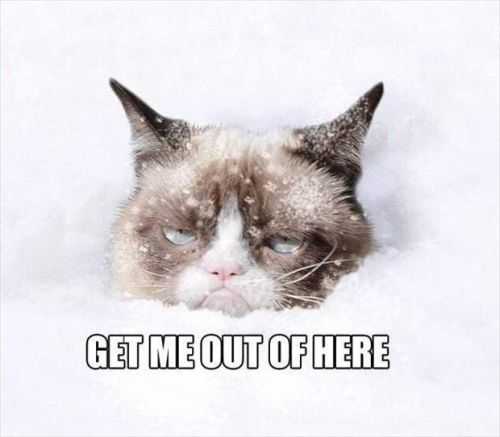 grumpy cat in the snow