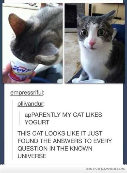 Funny Pictures Of The Week 50 Pictures