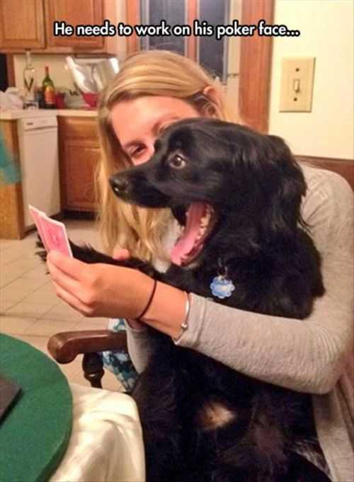 Dogs With Terrible Poker Faces