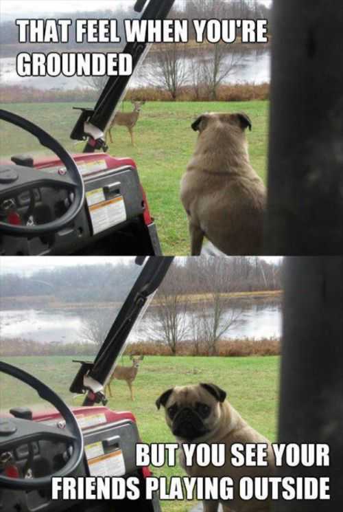 pug wants to play with deer