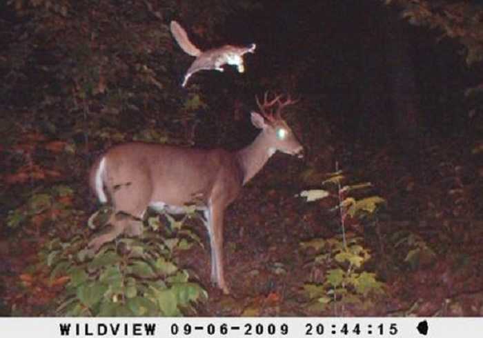 Trail Cam Craziness - Just Some Insane Trail Cam Pics