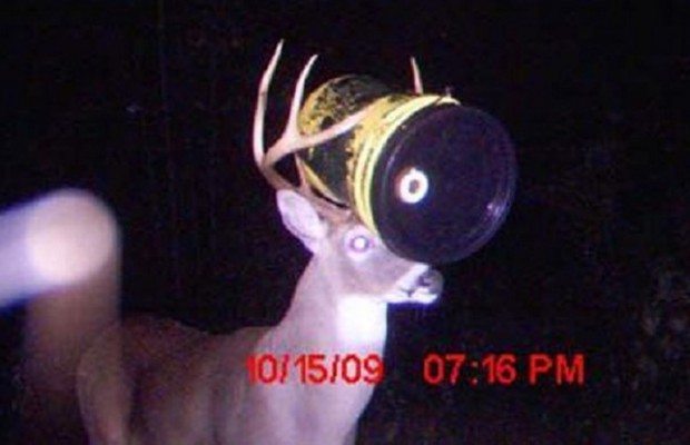 Trail Cam Craziness - Just Some Insane Trail Cam Pics