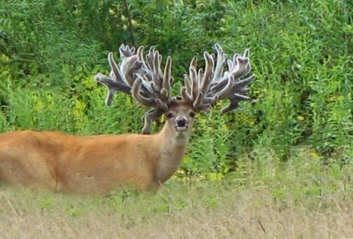 crazy-big-farm-raised-bucks-these-bucks-are-ridiculous