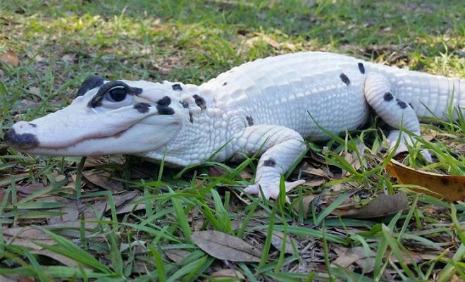 Meet The World's First Piebald Alligator And An Extremely Rare ...