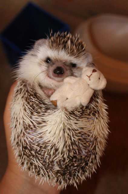 25 Funny and Adorable Hedgehog Pictures That Will Make You Want One