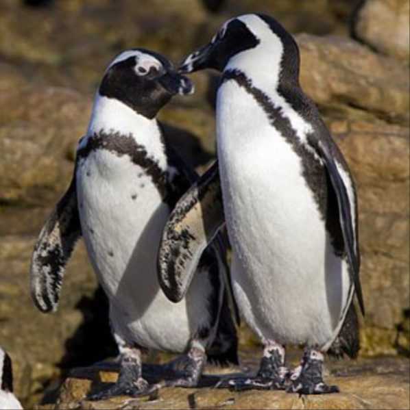 See Why These Penguins Are Holding Hands On The Beach