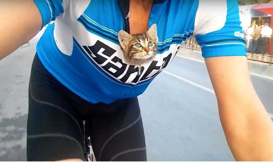 Abandoned Kitten Came Running Towards Cyclist For Help Immediately