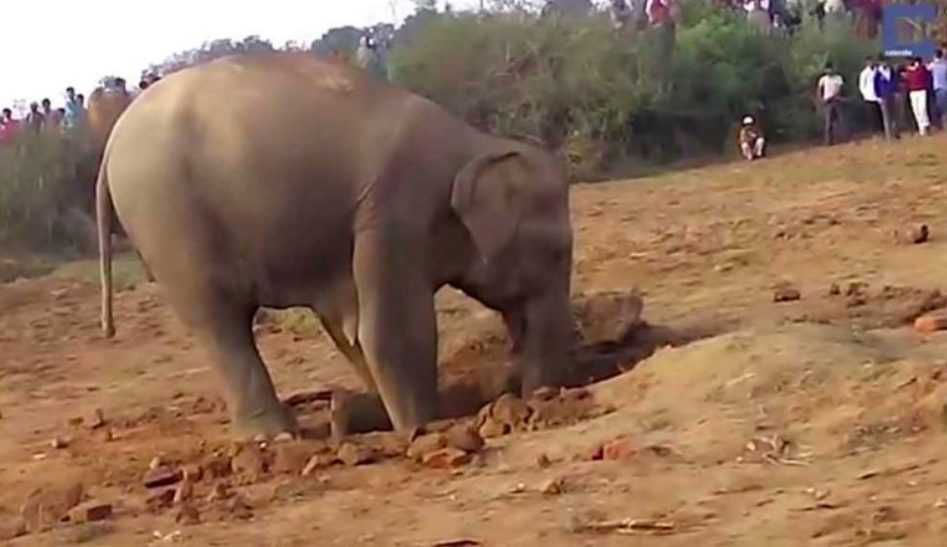 Elephant Kept On Digging For 11 Hours Straight Onlookers Broke Down In