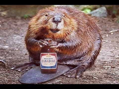 35 Pictures of Funny Animals