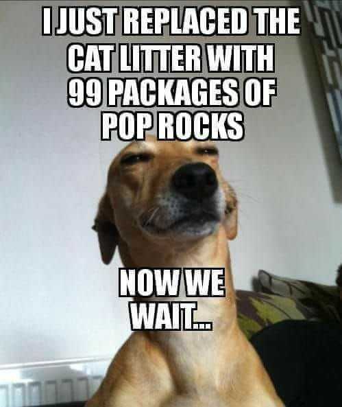 36 Funny Animal Pics and Memes That Will Help You Survive ...
