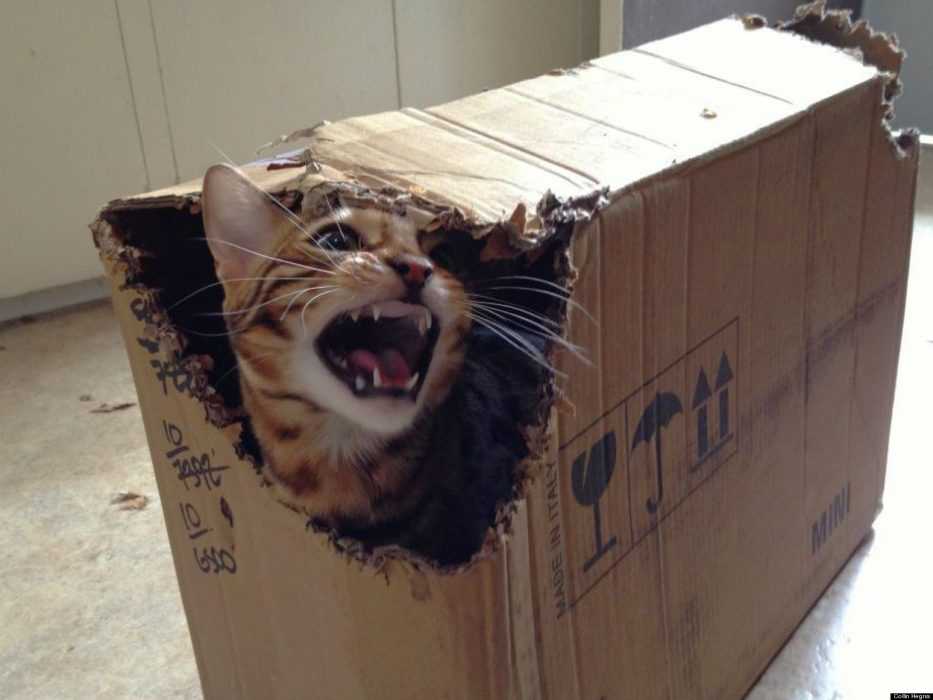 20 Funny Pictures of BoxLoving Cats