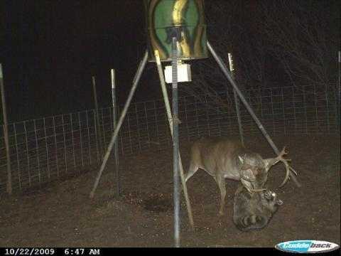Crazy Trail Cam Pics (5) Some Pretty Crazy Trail Cam Pictures
