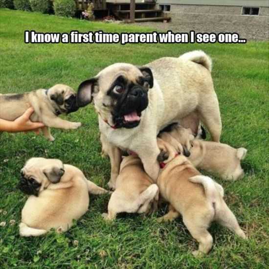 Funny Animals