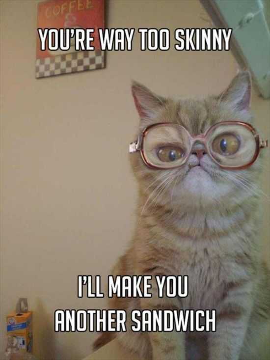 Funny Animals