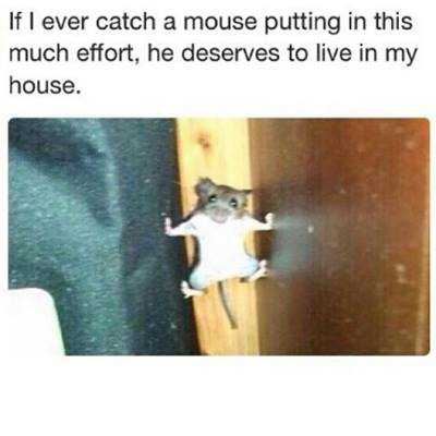 funny animals picture of the day (3)