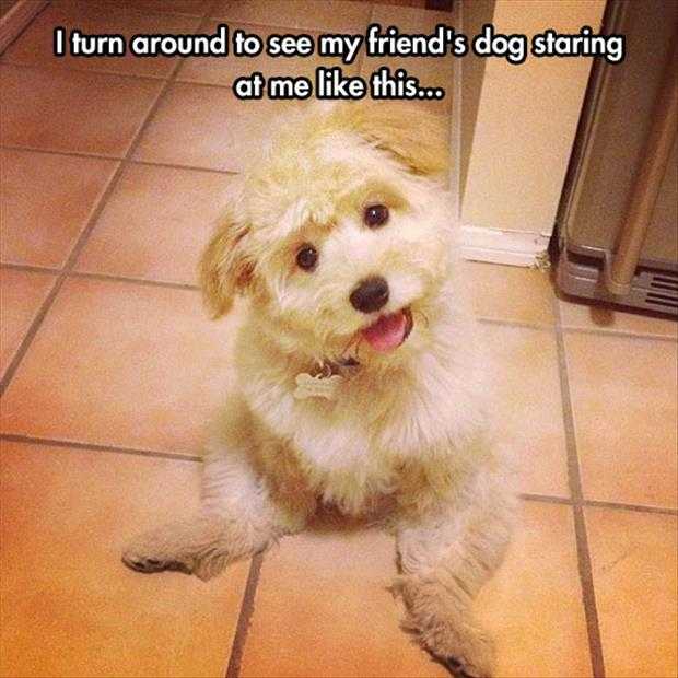 funny animals picture of the day (5)