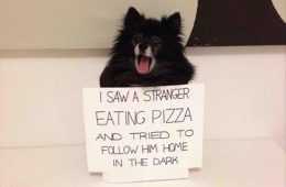 Funny Animals Picture Of The Day (7)