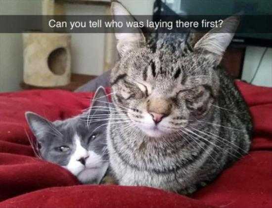 funny cats