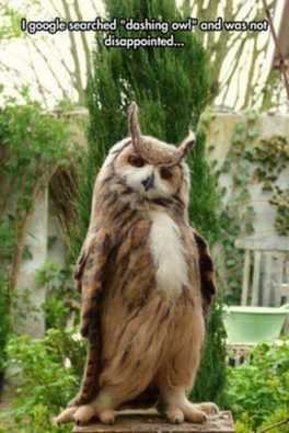 funny dashing owl