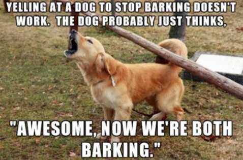 funny dog barking