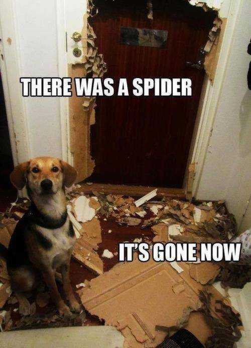 funny dog killed spider