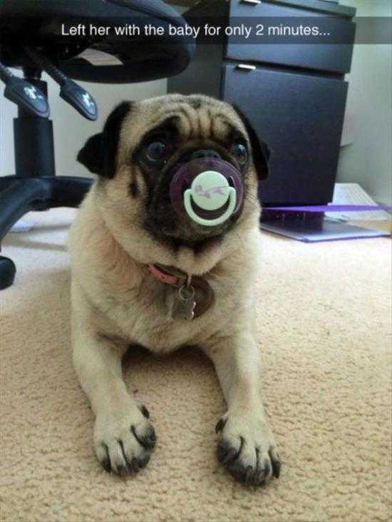 funny pugs