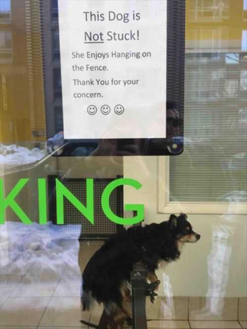 Dog Stuck On Fence Sign