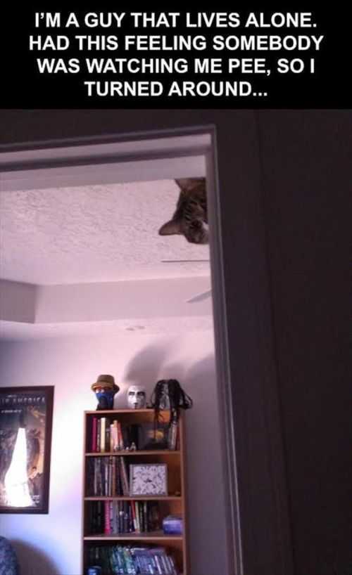 i think my cat was watching me