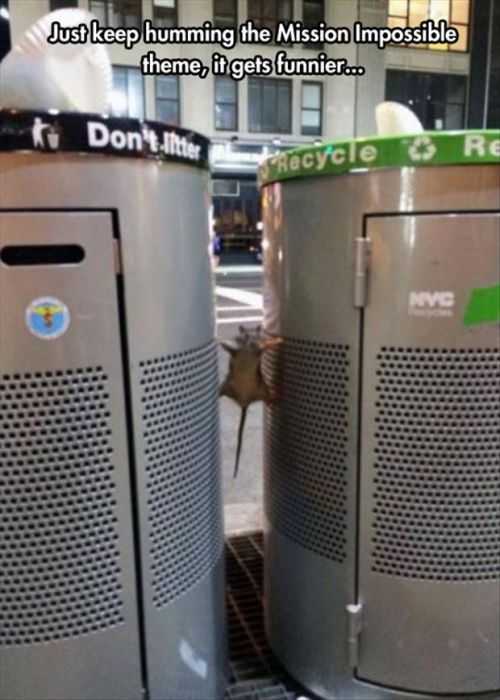 Mission Impossible Mouse