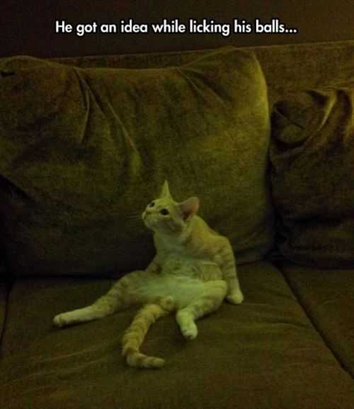 my cat had an idea while he was licking himself