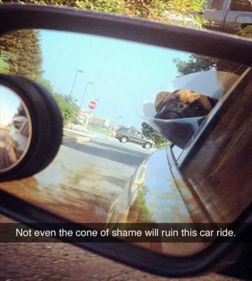 pug wearing the cone of shame enjoying his car ride