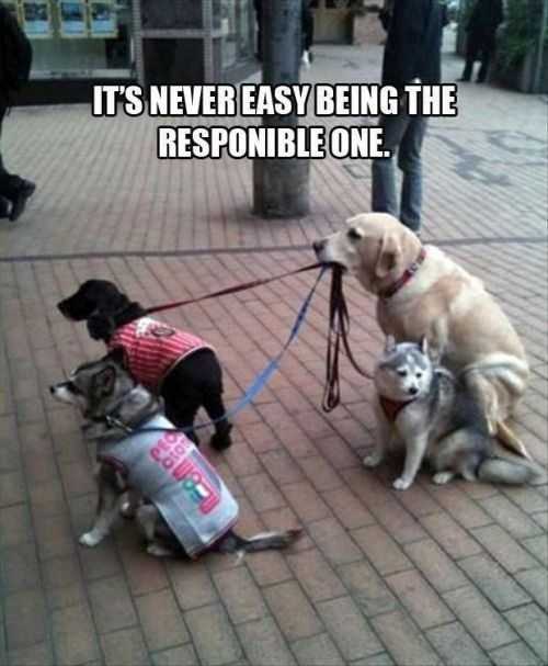 responsible dog walking other dogs