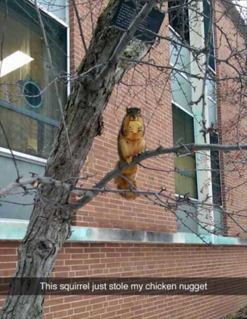 squirrel stole my chicken nugget