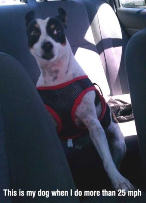 what my dog looks like when i go more than 25 miles per hour