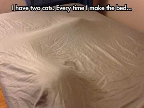 where my two cats hide when i make the bed