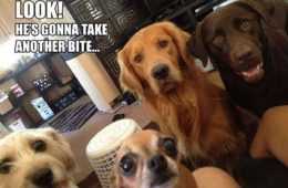 Funniest Pictures Of The Week Featured