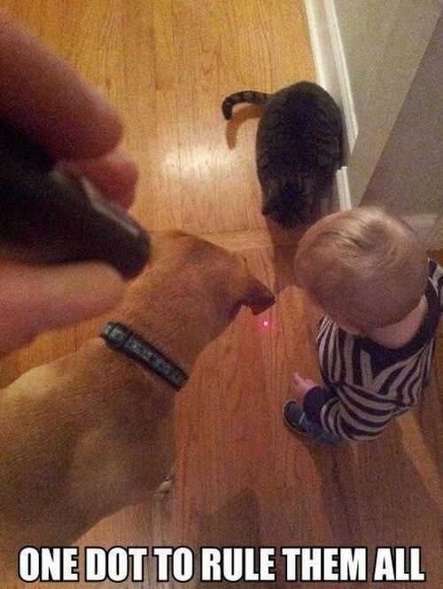 one dot to rule them all, cats and baby chashing red dot