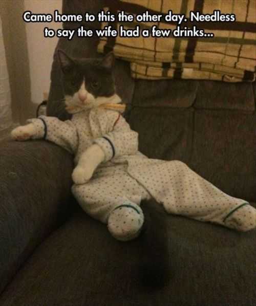 Wife Was Drunk And Dressed Up The Cat Funny Pictures And Quotes Of The Week