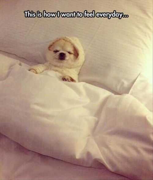 how i want to feel everyday. little dog sleeping in bed