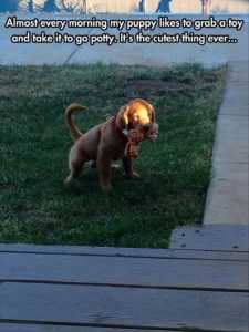 puppy takes toy outside to the bathroom. funny puppy