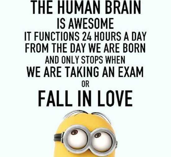 Funny Minions Pictures And Funny Minions Quotes 046