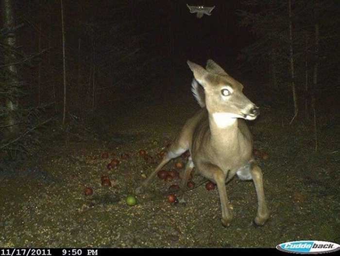crazy trail cam pictures (4)