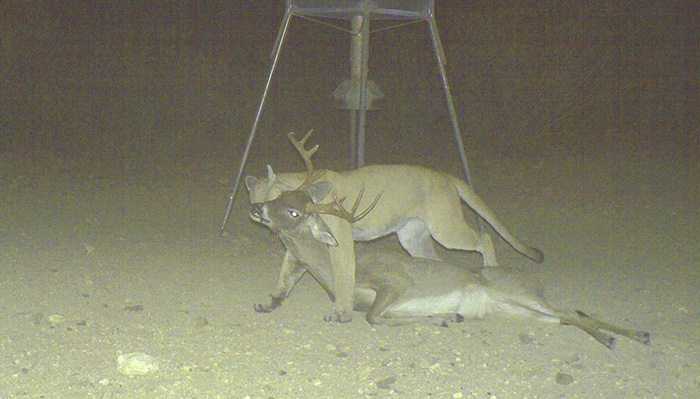 crazy trail cam pictures (5)