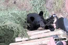 A Black Bear Chews On This Hunter'S Rifle Video Featured