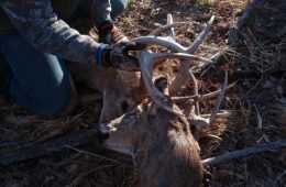 Buck Found Carrying The Head Of It'S Dead Rival Video Featured