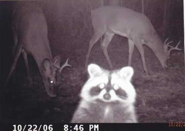 Funny and crazy trail cam pictures 002