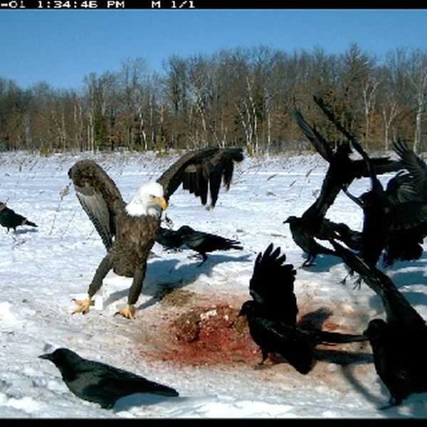 Funny and crazy trail cam pictures 006