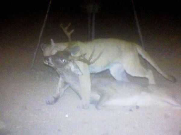 Funny and crazy trail cam pictures 009
